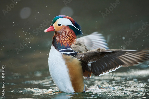 Mandarin duck (Aix galericulata) male splashing water on a lake; Bavaria, Germany photo