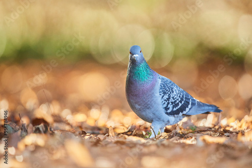 Portrait of a Feral pigeon (Columba livia domestica), standing on the ground with autumn colours; Bavaria, Germany photo
