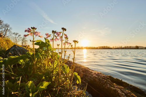 Cuckoo flower, lady's smock, mayflower or milkmaids (Cardamine pratensis) flower on the shore of a lake at sunset; Bavaria, Germany photo
