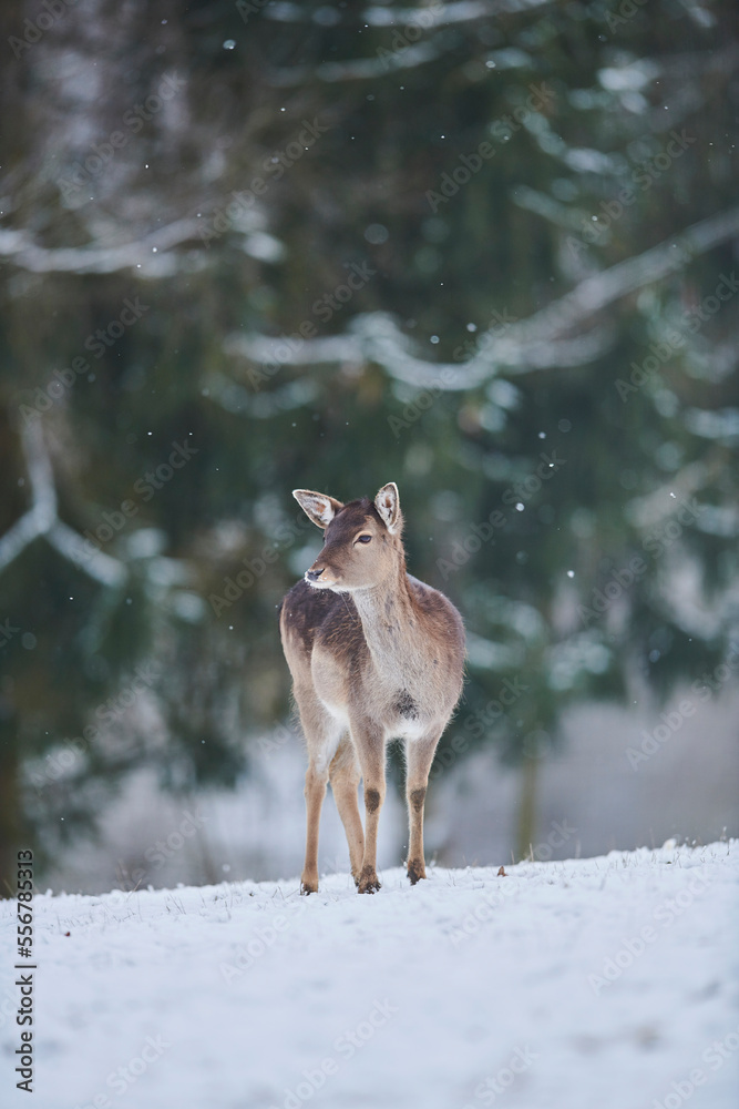 Fallow deer doe (Dama dama) portrait, captive; Bavaria, Germany Fallow deer doe (Dama dama) portrait, captive; Bavaria, Germany