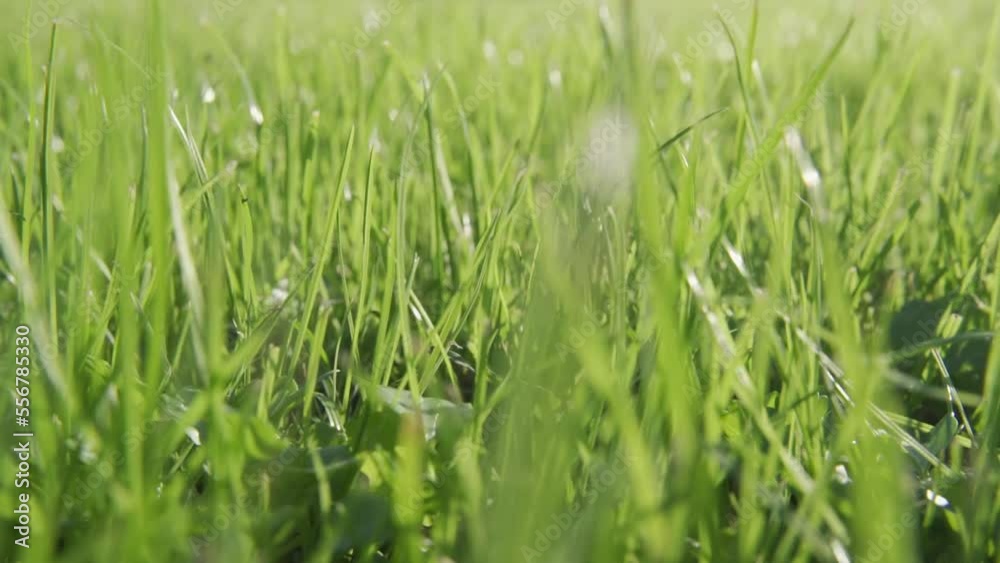 green grass on a sunny summer field close-up green grass on a sunny summer field close-up
