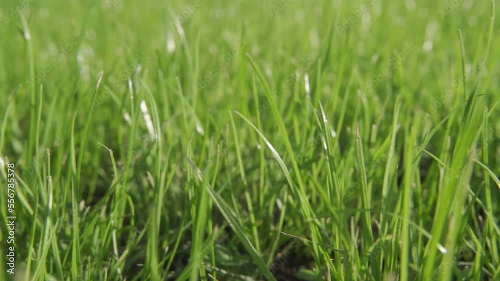 green grass on a sunny summer field close-up green grass on a sunny summer field close-up