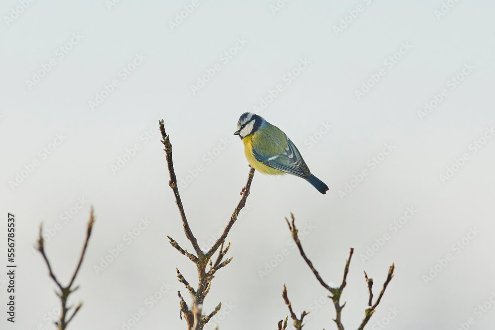 Portrait of a Eurasian blue tit (Cyanistes caeruleus) perched on a branch in winter; Bavaria, Germany Portrait of a Eurasian blue tit (Cyanistes caeruleus) perched on a branch in winter; Bavaria, Germany