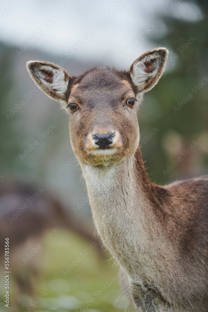 Fallow deer doe (Dama dama) portrait; Bavaria, Germany Fallow deer doe (Dama dama) portrait; Bavaria, Germany
