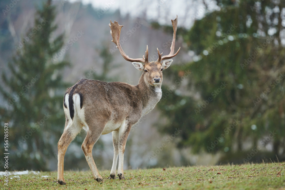 Portrait of a Fallow deer (Dama dama) buck; Bavaria, Germany Portrait of a Fallow deer (Dama dama) buck; Bavaria, Germany