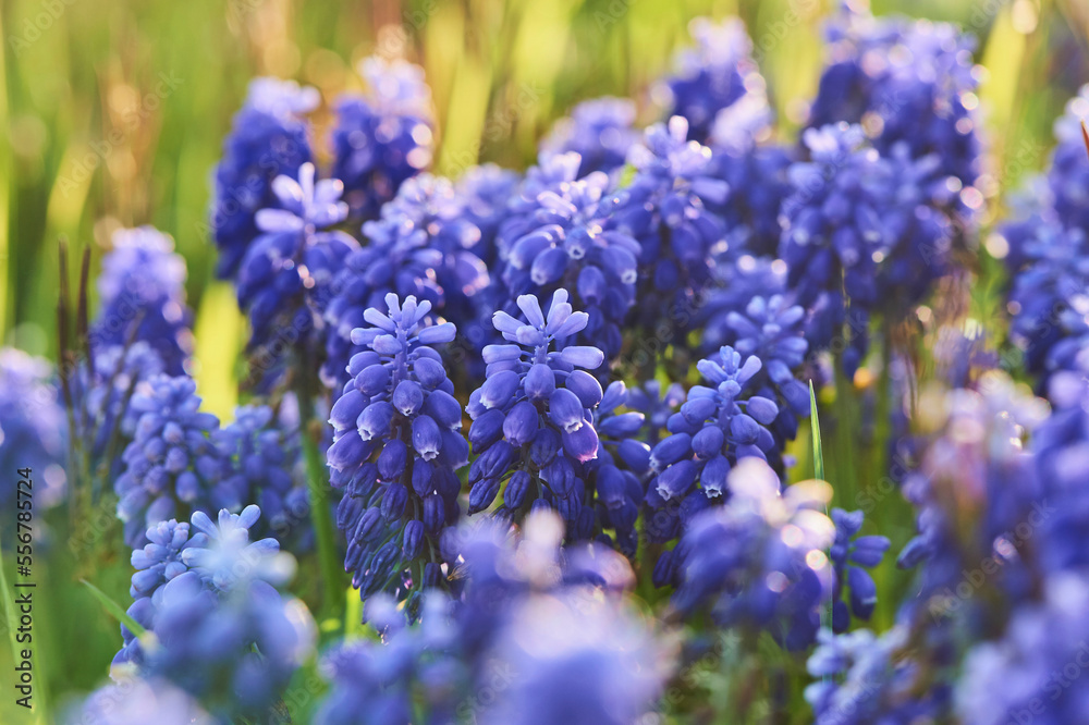 Armenian grape hyacinth or garden grape-hyacinth (Muscari armeniacum); Bavaria, Germany Armenian grape hyacinth or garden grape-hyacinth (Muscari armeniacum); Bavaria, Germany