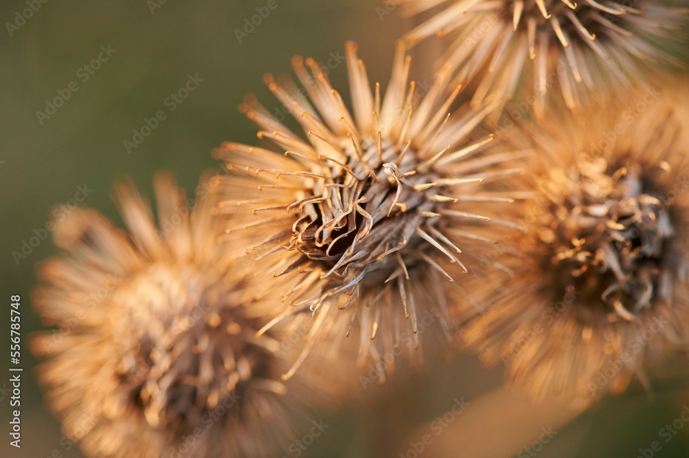 Greater burdock, gobo, edible burdock, lappa, beggar's buttons, thorny burr or happy major (Arctium lappa) seeds; Upper Palatinate, Bavaria, Germany