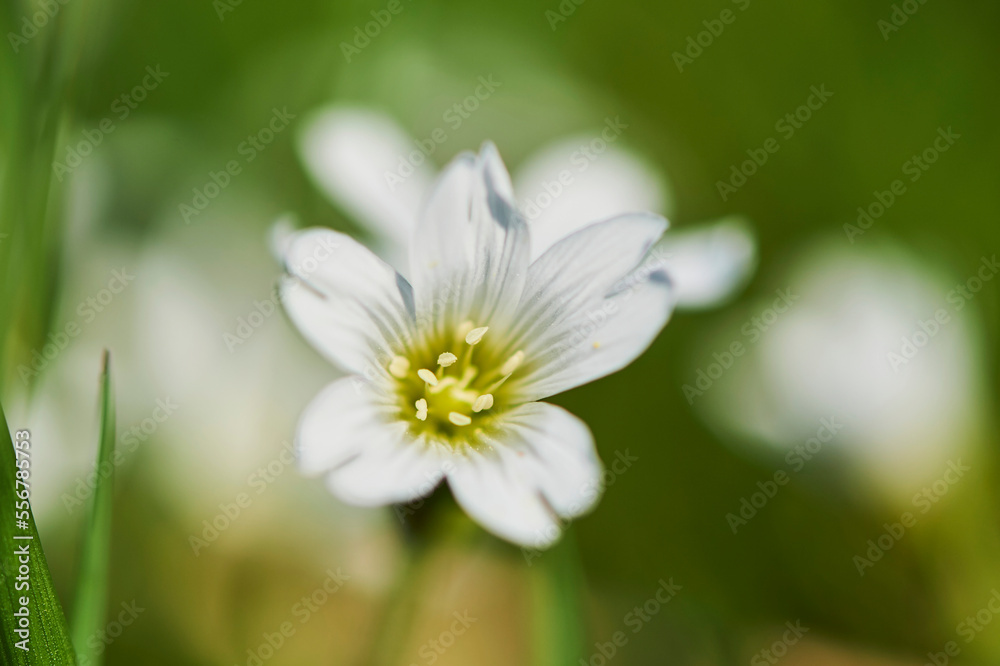 Field mouse-ear or field chickweed (Cerastium arvense) blooming; Bavaria, Germany Field mouse-ear or field chickweed (Cerastium arvense) blooming; Bavaria, Germany