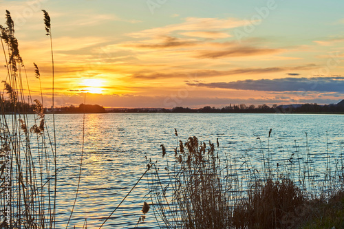 Common reed (Phragmites australis) along Danube River at sunset; Bavaria, Germany photo