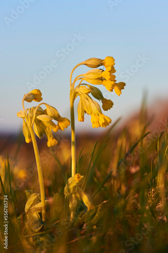 Common cowslip or cowslip primrose (Primula veris); Bavaria, Germany