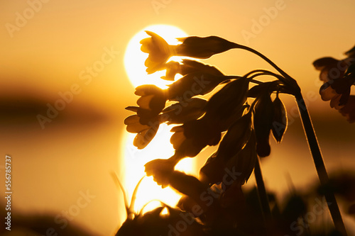 Common cowslip or cowslip primrose (Primula veris) silhouetted at sunset; Bavaria, Germany photo