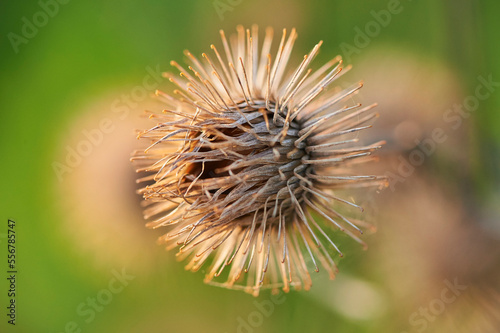Greater burdock, gobo, edible burdock, lappa, beggar's buttons, thorny burr or happy major (Arctium lappa) seeds; Upper Palatinate, Bavaria, Germany photo