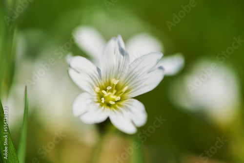 Field mouse-ear or field chickweed (Cerastium arvense) blooming; Bavaria, Germany photo