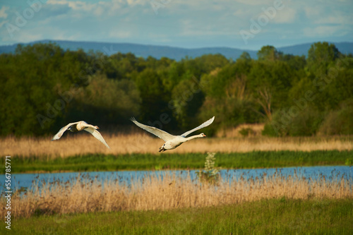 Mute swans (Cygnus olor) taking flight from a small lake in the Bavarian Forest; Bavaria, Germany photo