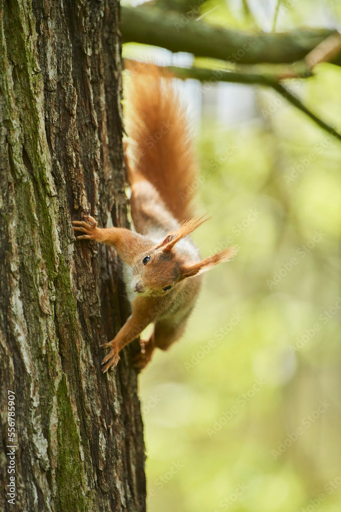 Eurasian red squirrel (Sciurus vulgaris) alert on a tree trunk; Bavaria, Germany Eurasian red squirrel (Sciurus vulgaris) alert on a tree trunk; Bavaria, Germany