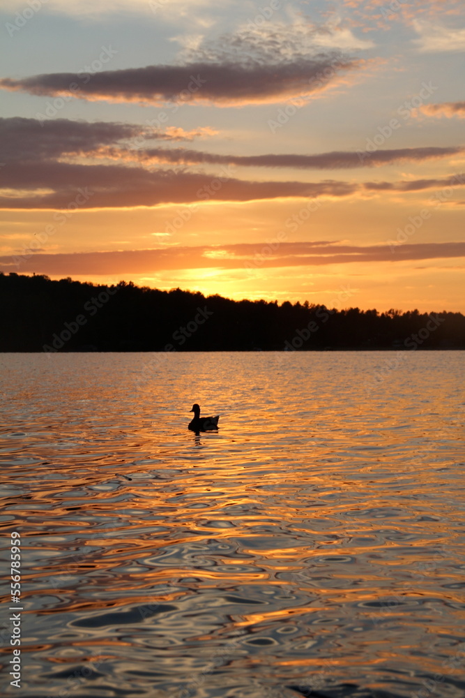 duck sunset