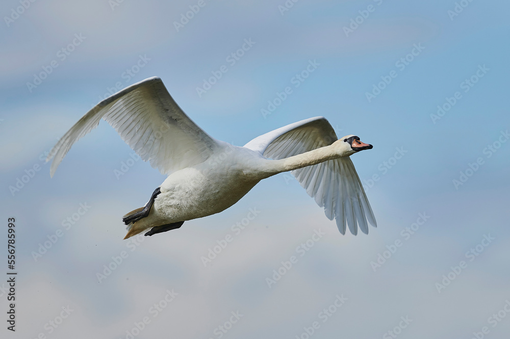 Mute swan in flight, Bavarian Forest; Bavaria, Germany Mute swan in flight, Bavarian Forest; Bavaria, Germany