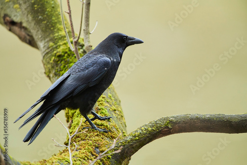 Carrion crow (Corvus corone) sitting on a branch; Bavaria, Germany photo