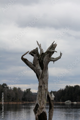 Tree stump sky