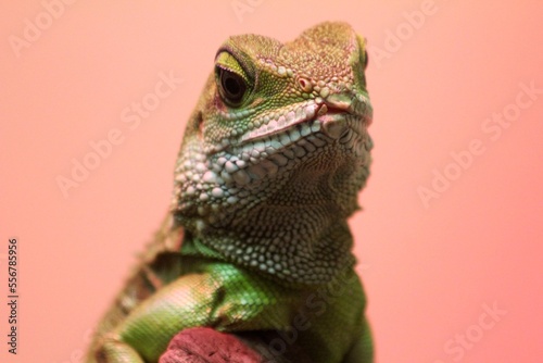 lizard face