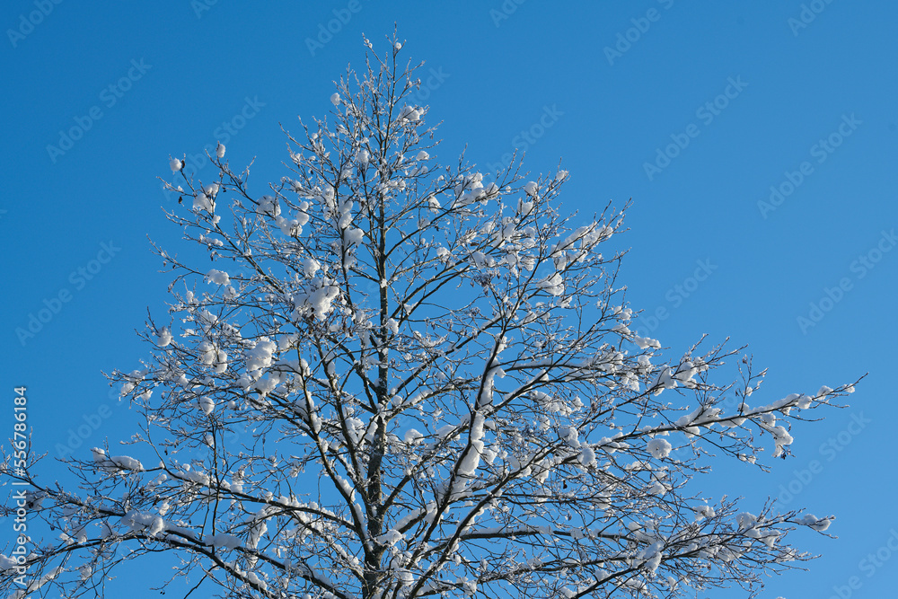 Czubek drzewa na tle błękitnego nieba. Na gałązkach śnieg, szron, szadź. - obrazy, fototapety, plakaty 