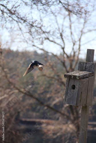 blue swallow bird house