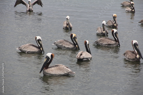 pelicans 2 © Folktography by Tom