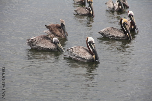group of pelicans