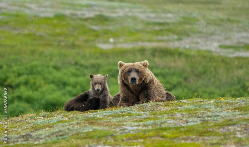 Portrait of a brown bear (Ursus arctos horribilis) sitting on the hillside with her cubs; Katmai National Park and Preserve, Alaska, United States of America Portrait of a brown bear (Ursus arctos horribilis) sitting on the hillside with her cubs; Katmai National Park and Preserve, Alaska, United States of America