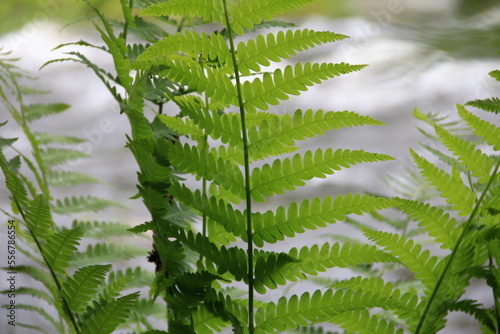 fern leaves