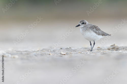 A black-bellied plover (Pluvialis squatarola) foraging during fall migration on the beach.