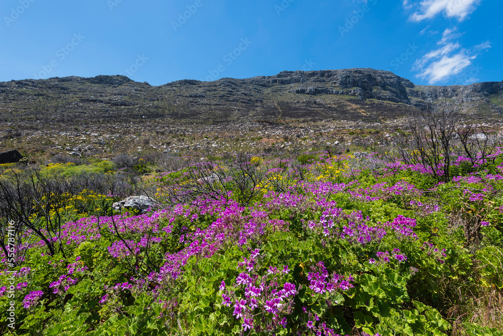 Wildflowers on the Western Cape of South Africa Wildflowers on the Western Cape of South Africa