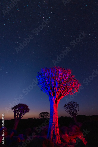 Quiver trees (Aloidendron dichotomum) under a starry sky in the Quiver Tree Forest, near Keetmanshoop; Gariganus, Karas Region, Namibia photo