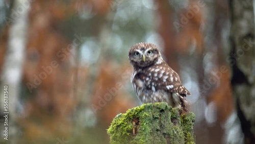Small and cute bird the little owl (Athene noctua) perching on a stump covered with moss. Autumn colors. There are light circles in the background. photo