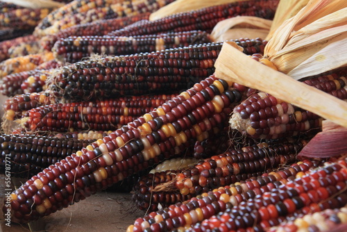 Native American Indian corn on the cob