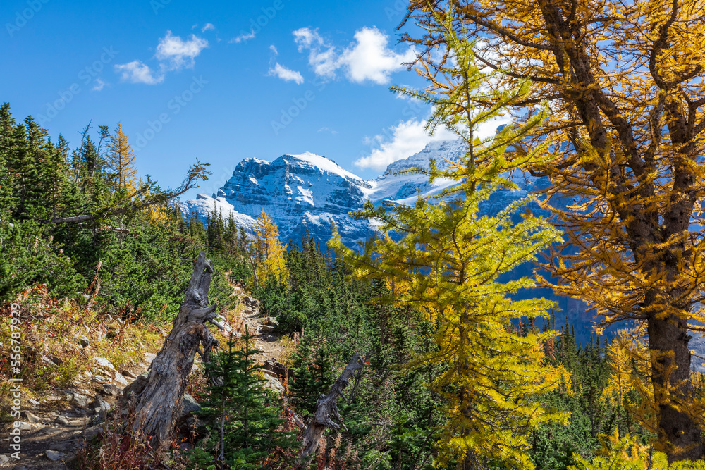Golden larch trees along Eiffel Lake trail in Banff National Park; Alberta, Canada Golden larch trees along Eiffel Lake trail in Banff National Park; Alberta, Canada