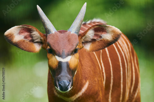Close-up portrait of an African bongo (Tragelaphus eurycerus), captive; Czech Republic photo
