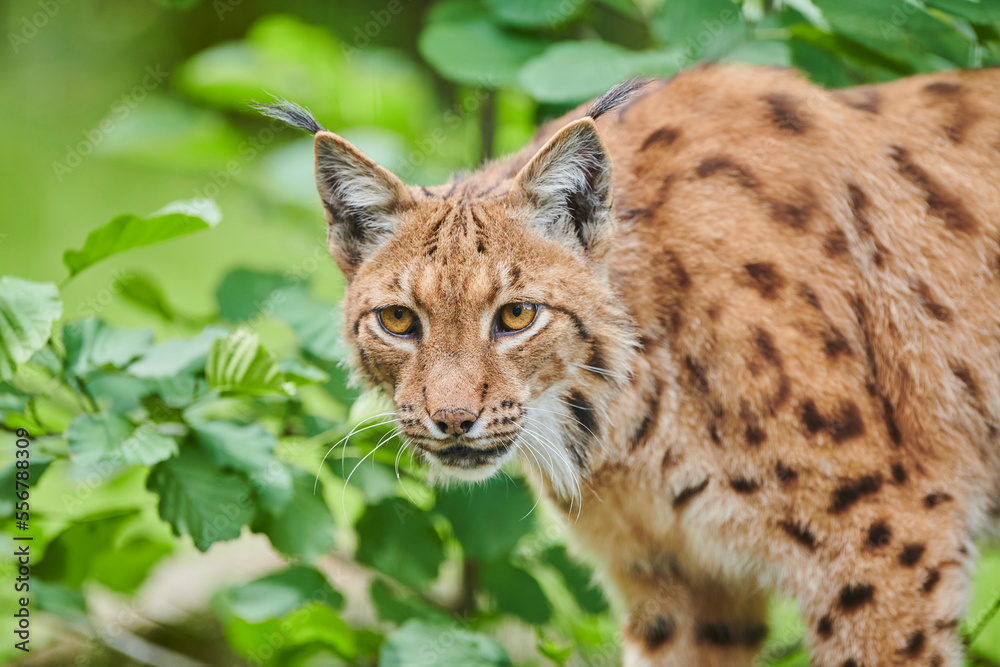 Eurasian lynx (Lynx lynx) portrait; Bavaria, Germany Eurasian lynx (Lynx lynx) portrait; Bavaria, Germany