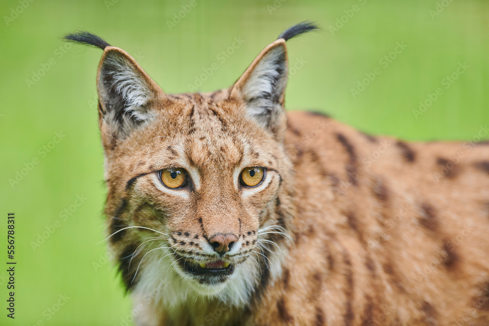Eurasian lynx (Lynx lynx) portrait; Bavaria, Germany Eurasian lynx (Lynx lynx) portrait; Bavaria, Germany