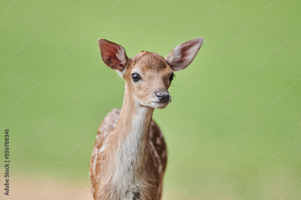 European fallow deer or common fallow deer (Dama dama) fawn portrait; Bavaria, Germany European fallow deer or common fallow deer (Dama dama) fawn portrait; Bavaria, Germany