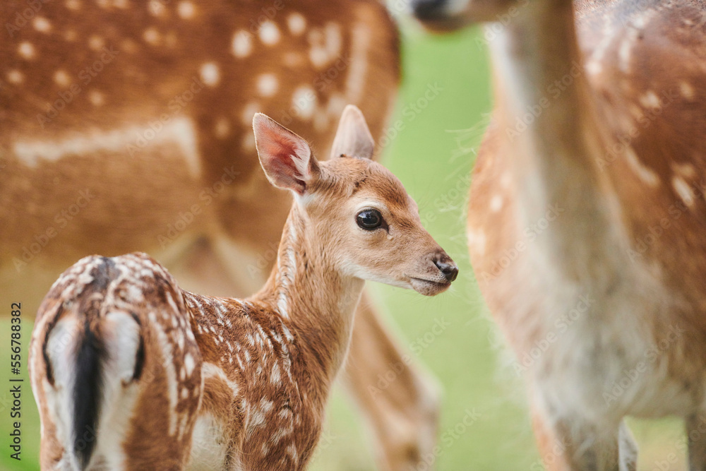 European fallow deer or common fallow deer (Dama dama) fawn portrait; Bavaria, Germany