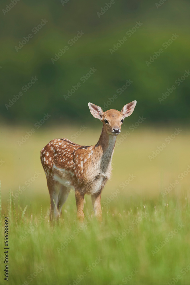 European fallow deer or common fallow deer (Dama dama) fawn portrait; Bavaria, Germany European fallow deer or common fallow deer (Dama dama) fawn portrait; Bavaria, Germany
