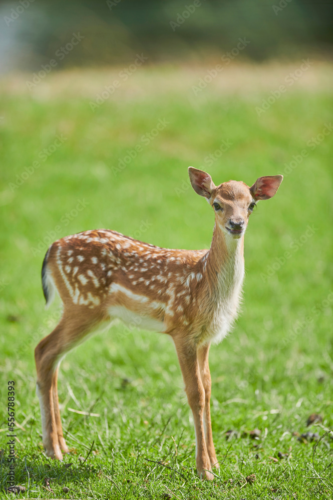 European fallow deer or common fallow deer (Dama dama) fawn portrait; Bavaria, Germany European fallow deer or common fallow deer (Dama dama) fawn portrait; Bavaria, Germany