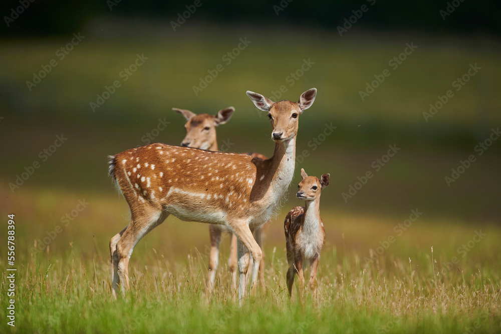 European fallow deer or common fallow deer (Dama dama) fawn portrait; Bavaria, Germany European fallow deer or common fallow deer (Dama dama) fawn portrait; Bavaria, Germany