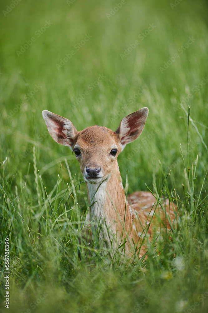 European fallow deer or common fallow deer (Dama dama) fawn portrait, lying in the grass; Bavaria, Germany European fallow deer or common fallow deer (Dama dama) fawn portrait, lying in the grass; Bavaria, Germany