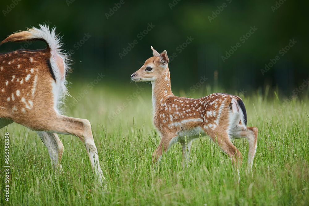 European fallow deer or common fallow deer (Dama dama) fawn with doe; Bavaria, Germany European fallow deer or common fallow deer (Dama dama) fawn with doe; Bavaria, Germany