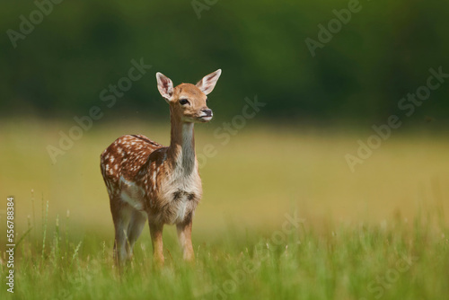 European fallow deer or common fallow deer (Dama dama) fawn portrait; Bavaria, Germany photo