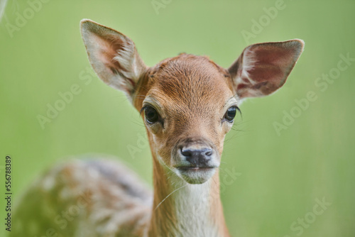 European fallow deer or common fallow deer (Dama dama) fawn portrait; Bavaria, Germany