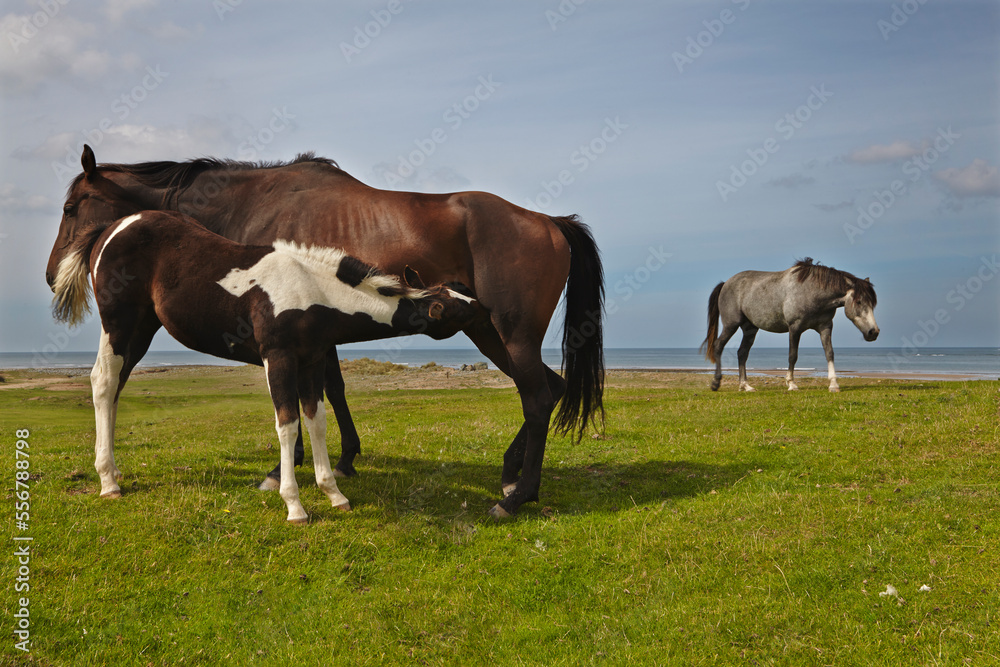 Pony nursing on a coastal pasture on Northam Burrows, Westward Ho!, Devon, Great Britain; Westward Ho!, Devon, England Pony nursing on a coastal pasture on Northam Burrows, Westward Ho!, Devon, Great Britain; Westward Ho!, Devon, England