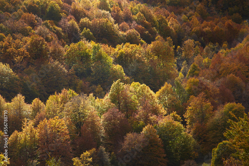 Autumn colours in a forest, Abruzzo Lazio and Molise National Park; Abruzzo, Italy photo